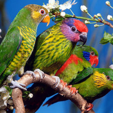 Схема вышивки «Попугайчики»