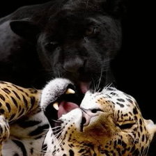 Схема вышивки «Пума и гипард»