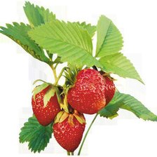 Схема вышивки «maasikas»