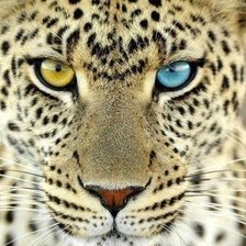 Схема вышивки «взгляд»