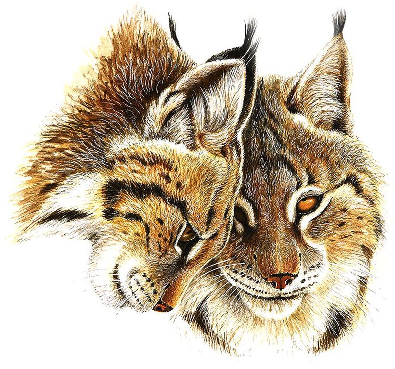 Рыси - животные, рысь, дикие кошки - оригинал