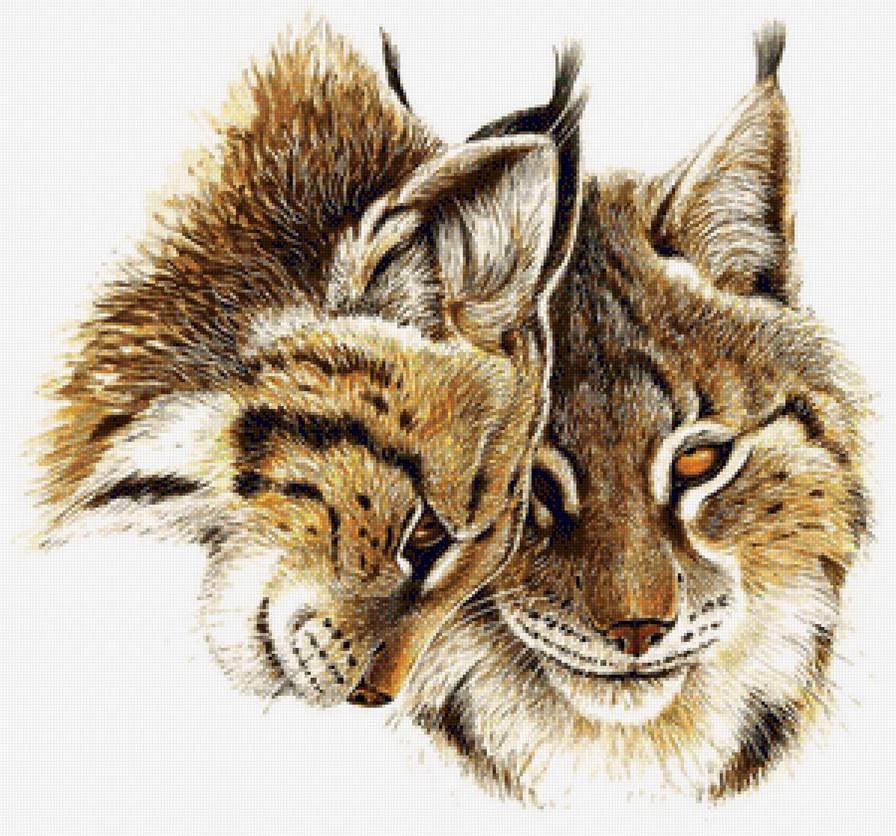 Рыси - животные, дикие кошки, рысь - предпросмотр