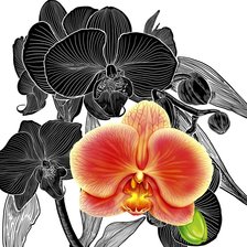Схема вышивки «Орхидея»