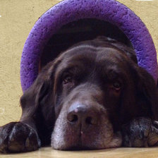 Схема вышивки «Нелличка - Окианелия Великолепная»