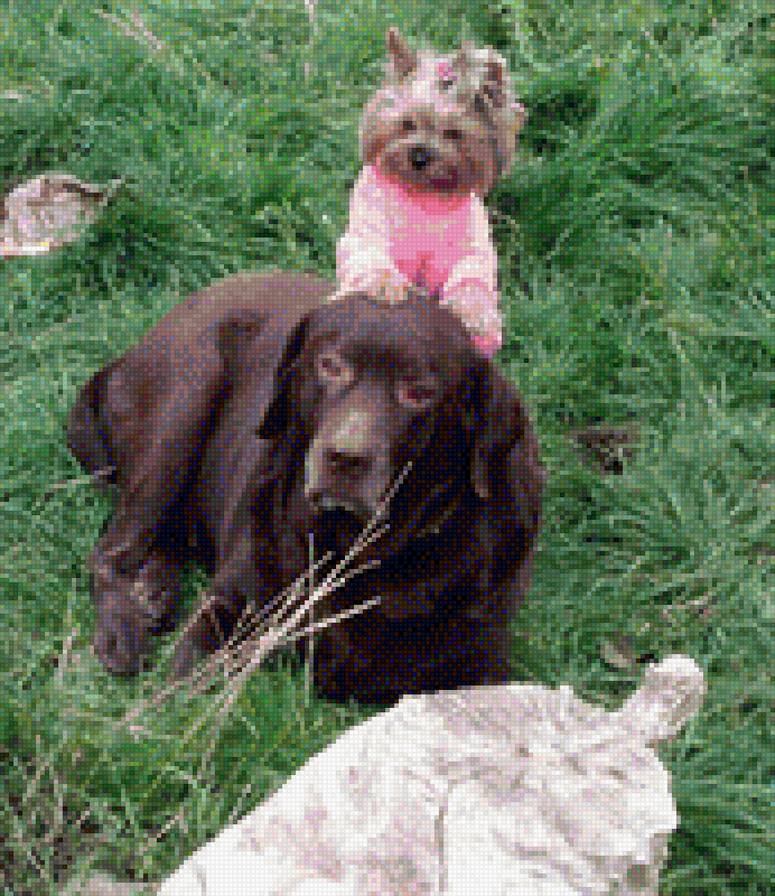 Верные подруги - собаки - предпросмотр