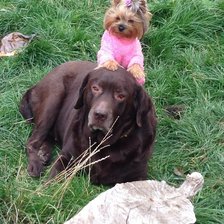 Верные подруги