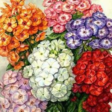 Схема вышивки «Флоксы»