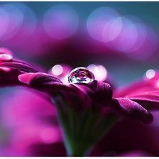 Схема вышивки «гербера»