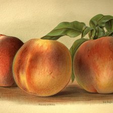 Схема вышивки «кухня»