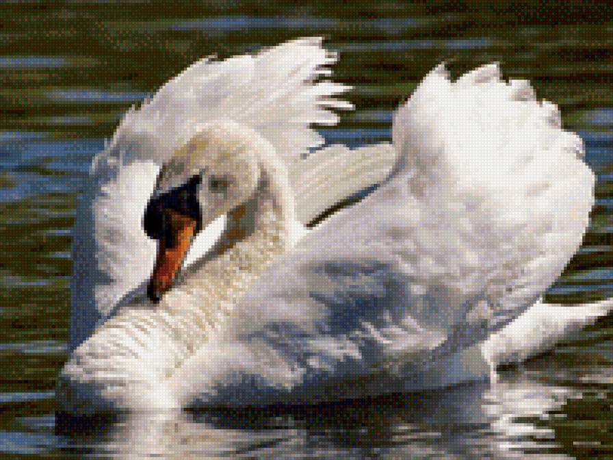 лебедь - предпросмотр