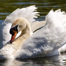 Схема вышивки «лебедь»