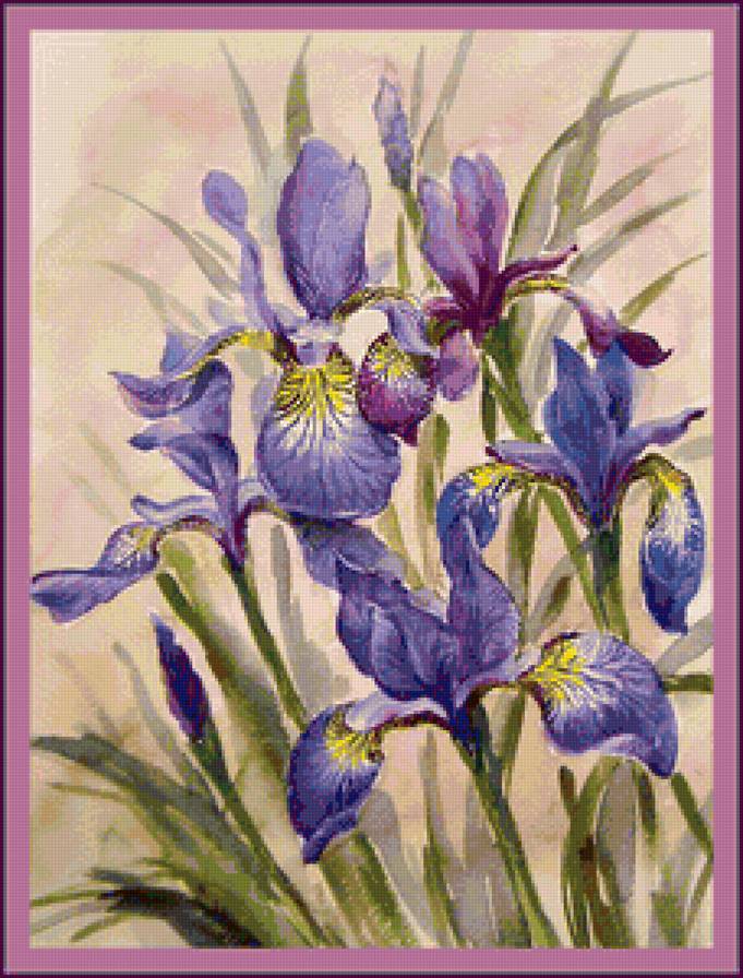 Ирисы - цветы, ирисы, букет - предпросмотр