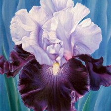 Ирис