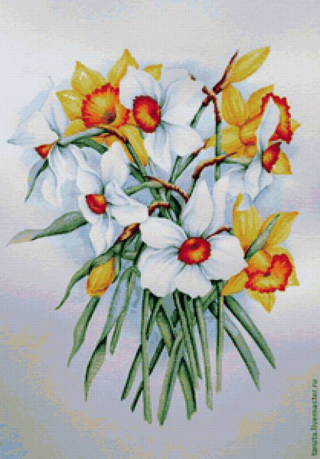 Нарциссы - цветы - предпросмотр