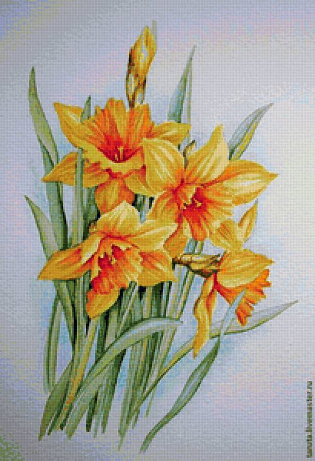 Желтые нарциссы - цветы - предпросмотр