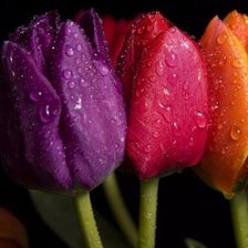 Схема вышивки «Тюльпаны»