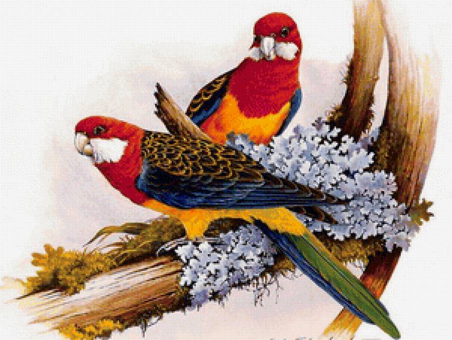 Сладкая парочка - голубые цветы, сладкая парочка, природа, цветы, птицы, попугаи - предпросмотр