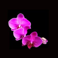 Схема вышивки «Орхидея»