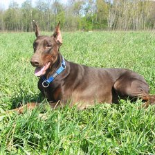 Схема вышивки «Доберман»