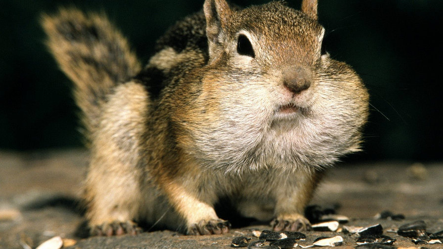 Белка - хомяк - оригинал