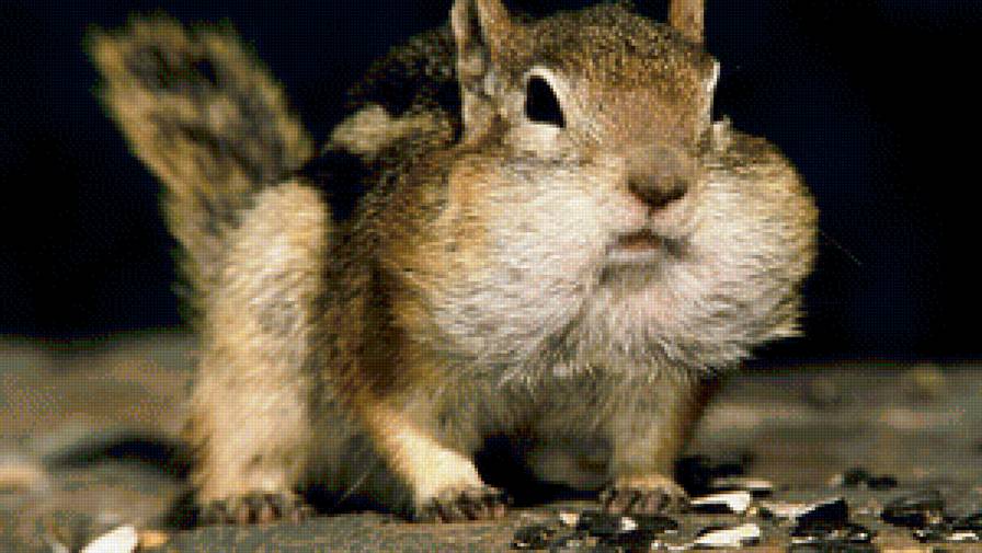 Белка - хомяк - предпросмотр