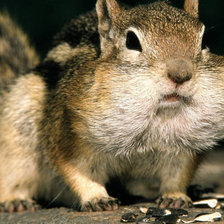 Схема вышивки «Белка»