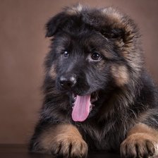 Схема вышивки «Овчарка»