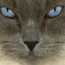 Схема вышивки «Кот»