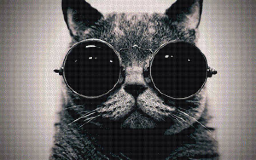 Котейка в очках - кот, очки, животные - предпросмотр