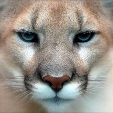 Схема вышивки «Львица»