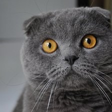 Схема вышивки «Кот»