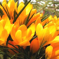 Схема вышивки «Желтые крокусы»