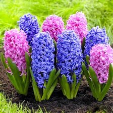 Схема вышивки «Гиацинты»