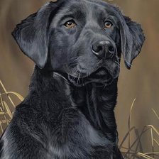 Схема вышивки «№1129044»