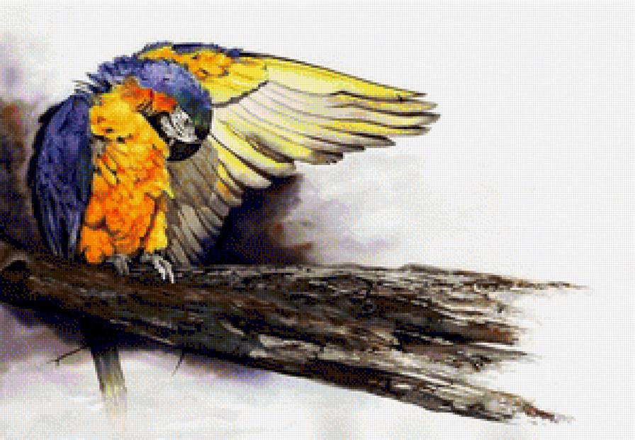 Попугай - птицы, попугай - предпросмотр