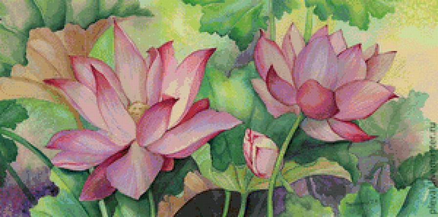 Цветы лотоса - цветы, природа, лотос - предпросмотр