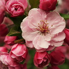 Схема вышивки «весна»