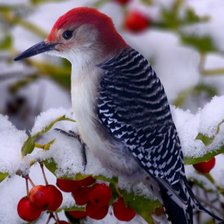Схема вышивки «птичка»