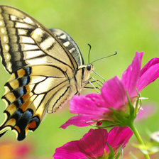 Схема вышивки «бабочка на цветке»
