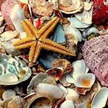 Схема вышивки «Ракушки»