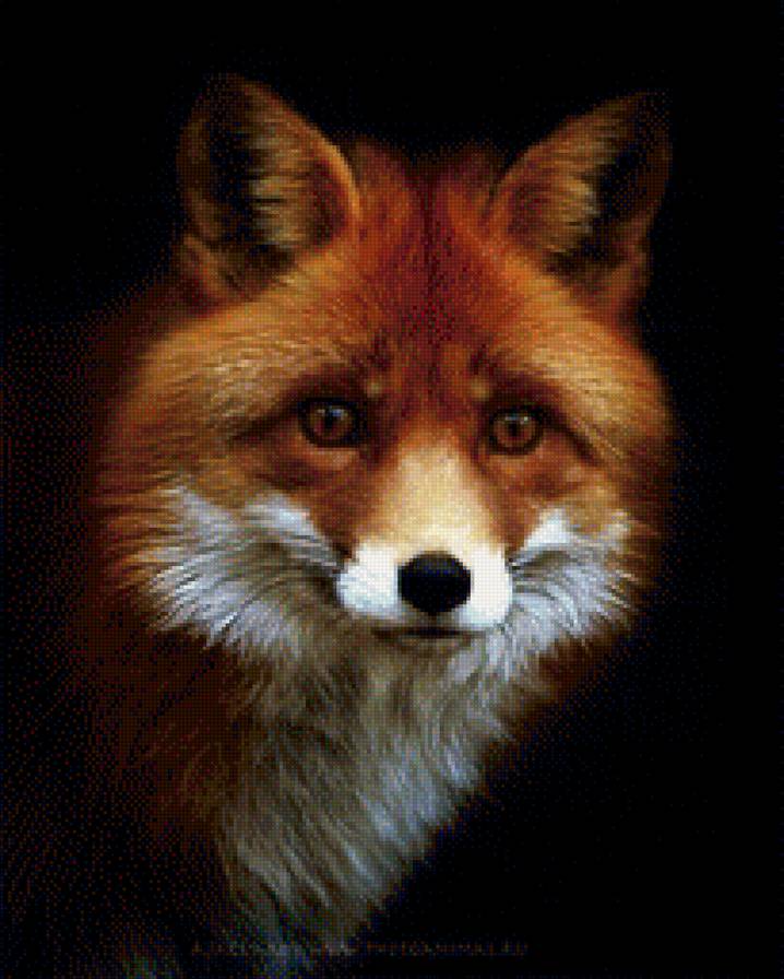 Лиса - животное, лиса - предпросмотр