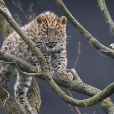 Схема вышивки «Амурский леопард»