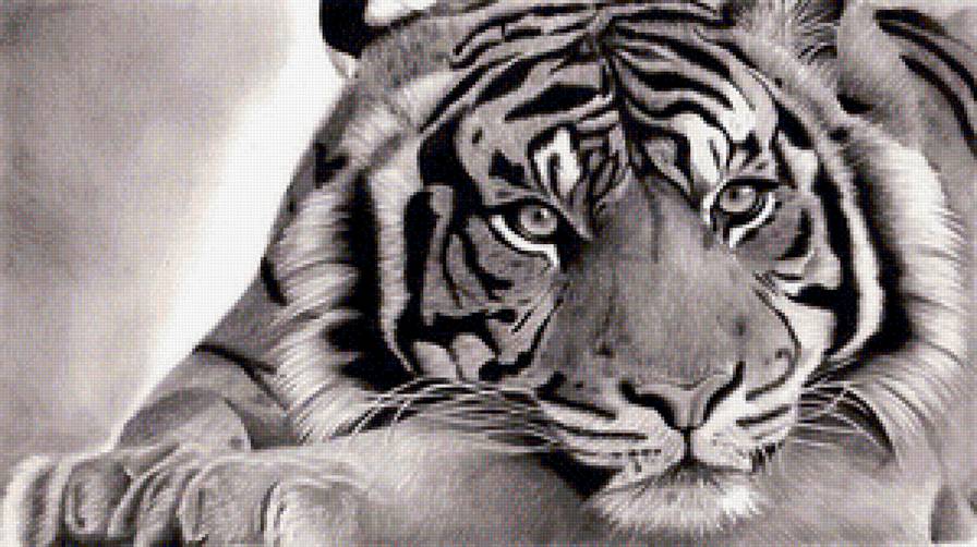 тигр - тигр, тигры, животные - предпросмотр