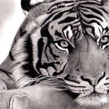 Схема вышивки «тигр»
