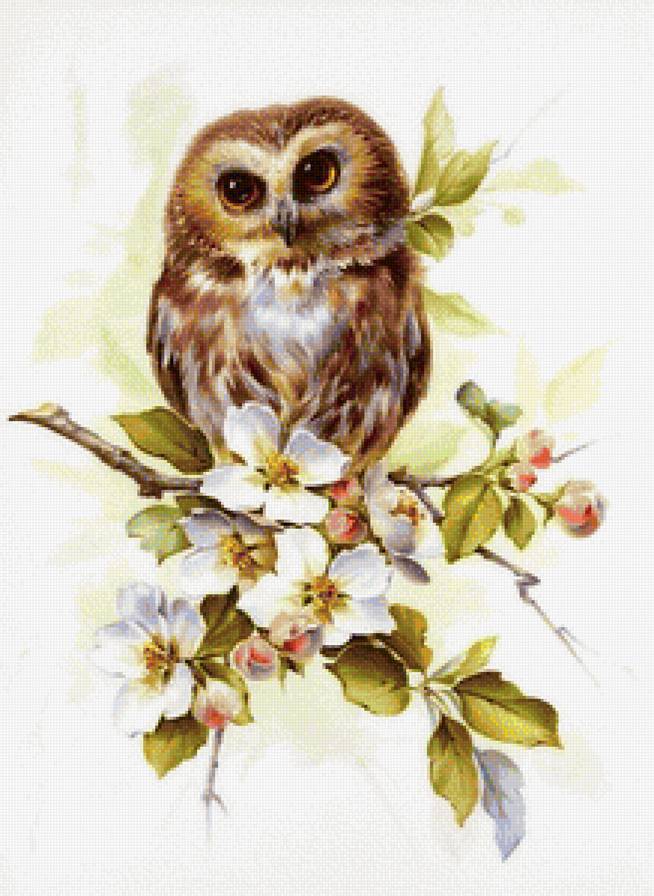 сова - птицы, совы, животные - предпросмотр