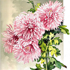 Схема вышивки «44»