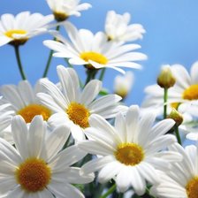 Схема вышивки «ромашки»