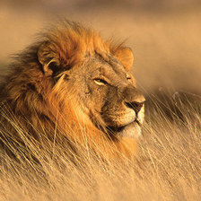 Схема вышивки «левушка»