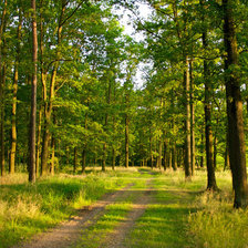 Летом в лесу