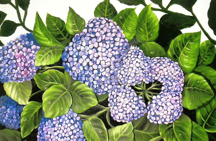 Гортензия - цветок, букет, цветы - оригинал